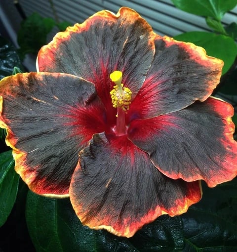 Black Orange Hibiscus Flower Seeds for Planting – Heirloom, Non-GMO, Pollinator Friendly, High Germination