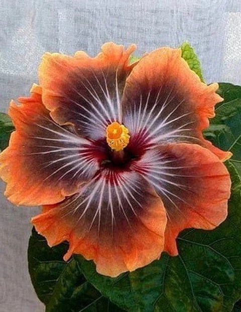 Black Orange Hibiscus Flower Seeds for Planting – Heirloom, Non-GMO, Pollinator Friendly, High Germination