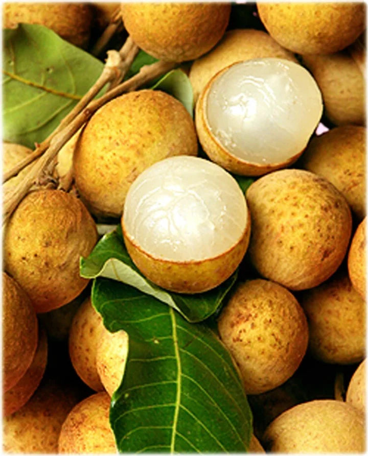 Yellow Lychee Fruit Seeds for Planting – Heirloom Non-GMO Tropical Fruit Seeds
