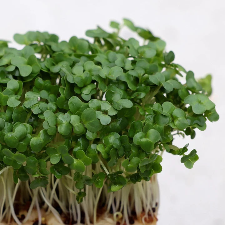 Cress Plant Seeds for Planting – Heirloom, Non-GMO Fast-Growing Herb for Garden & Kitchen