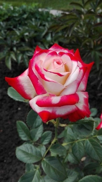 White Red Holland Rose Flower Seeds for Planting | Heirloom Non-GMO High Germination Organic Garden Seeds