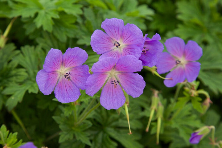 Blue Light Pink Geranium Flower Seeds for Planting – Heirloom, Non-GMO, High Germination Organic Garden Seeds