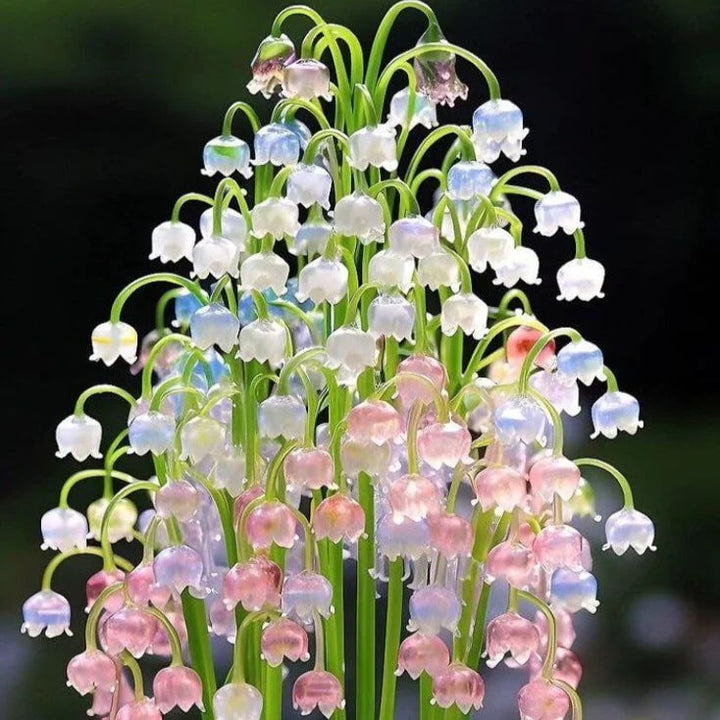 Bell Orchid Flower Seeds for Planting – Heirloom, Non-GMO, Easy to Grow Organic Garden Seeds