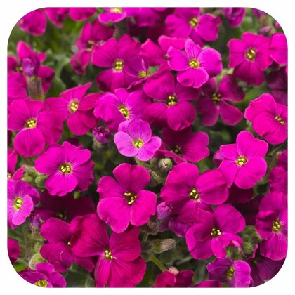 Flower Seeds, Seeds,Seeds For Planting,Plant Seeds