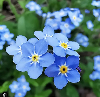 Sky Blue Nezabudka Flower Seeds for Planting – Heirloom, Non-GMO, Drought Tolerant, High Germination