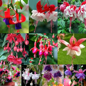 Flower Seeds, Seeds,Seeds For Planting,Plant Seeds