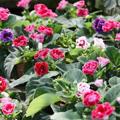 Mixed Gloxinia Flower Seeds for Planting – Heirloom, Non-GMO, High Germination Organic Garden Seeds