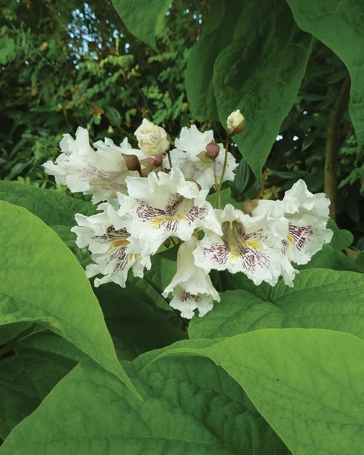 Catalpa Speciosa Seeds – Northern Catalpa Tree Seeds for Planting, Fast-Growing Shade Tree