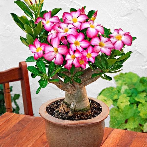 Clear Adenium Obesum Flower Seeds for Planting – Drought Tolerant, Heirloom, Non-GMO Home Garden