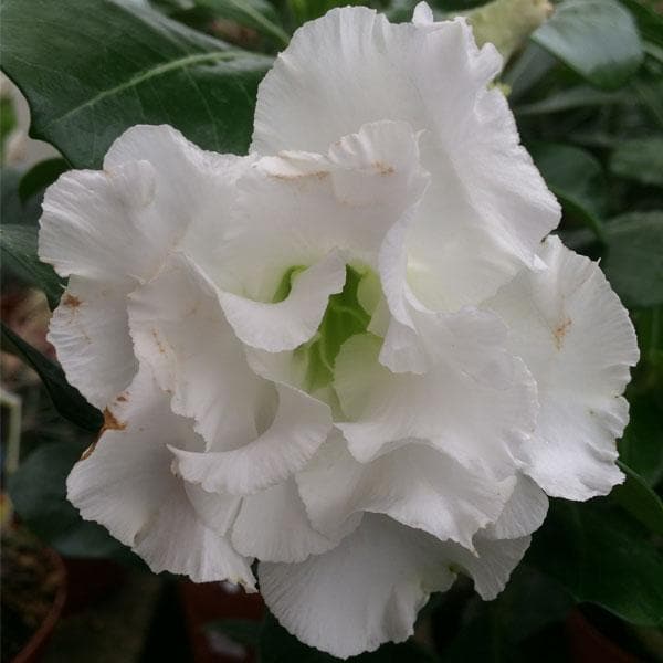 White Adenium Obesum Seeds Flower Seeds for Planting – Garden Favorite, Heirloom &amp; Non-GMO Home Garden