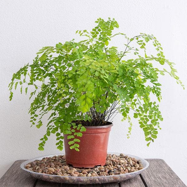 Green Maidenhair Flower Seeds for Planting – Heirloom, Non-GMO, High Germination