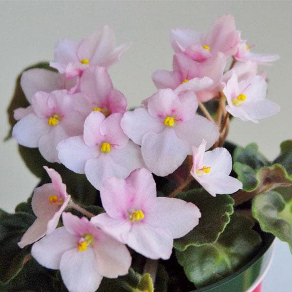 Soft Pink Mini Violet Rare Flower Seeds for Planting – Heirloom, Non-GMO, High Germination Garden Seeds