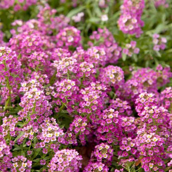 Pink Lobularia Flower Seeds for Planting – Fragrant Heirloom Non-GMO Seeds for Home Garden