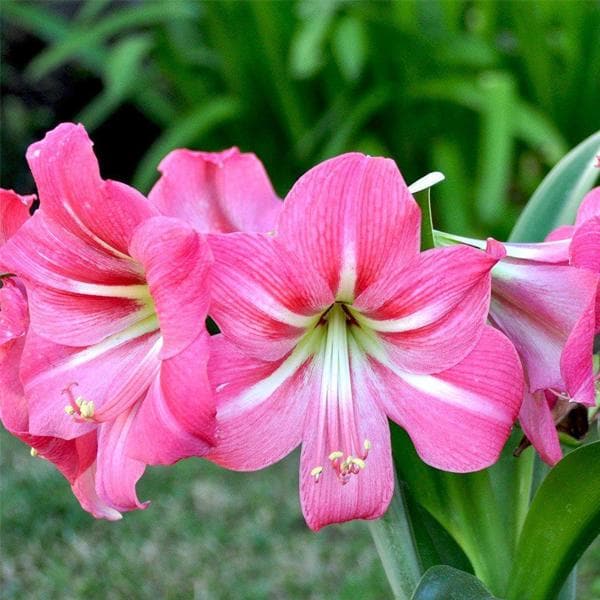 Pink Amaryllis Flower Seeds for Planting – Wildflower Mix, Heirloom, Non-GMO, High Germination