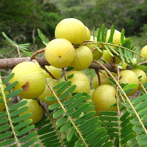 Fruit Seeds,Garden seeds, Seeds For Planting,Plant Seeds