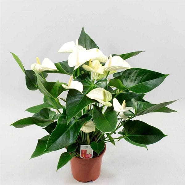 Flower Seeds, Seeds,Seeds For Planting,Plant Seeds