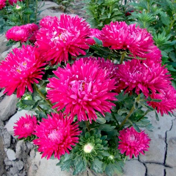 Dark Pink China Aster Flower Seeds for Planting | Heirloom Non-GMO High Germination