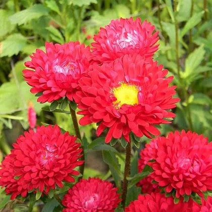 Dark Red Aster Flower Seeds for Planting – Heirloom Non-GMO High Germination Organic Garden Seeds