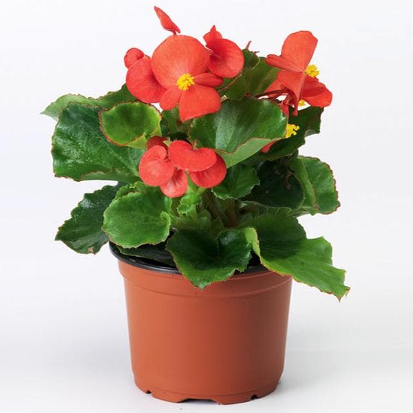 Fibrous Begonia Flower Seeds for Planting – Heirloom, Non-GMO, High Germination Organic Garden Seeds