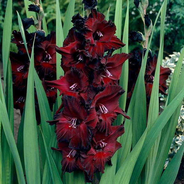 Maroon Gladiolus Flower Seeds for Planting – Sun Loving, Heirloom &amp; Non-GMO Seeds for Home Garden