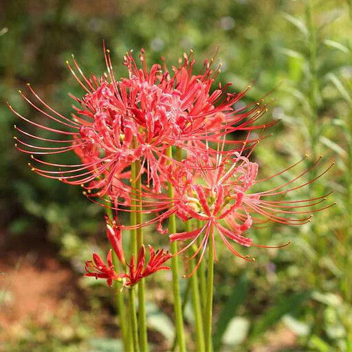 Lycoris Flower Seeds for Planting – Heirloom Non-GMO, High Germination Organic Garden Seeds