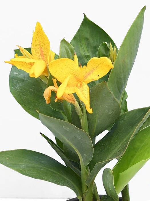 Yellow Green Canna Flower Seeds for Planting – Heirloom, Non-GMO, High Germination Seeds