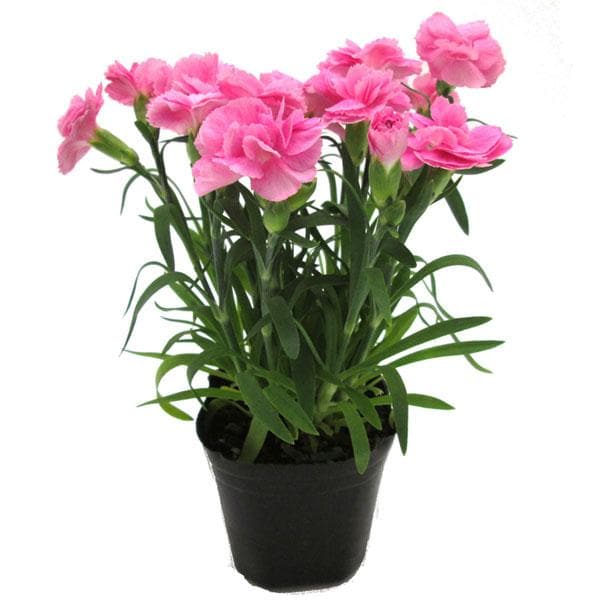 Pink Carnations Flower Seeds for Planting – Heirloom Non-GMO Seeds for Home Garden, High Germination