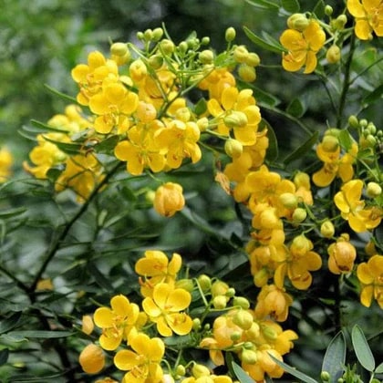 Yellow Cassia Tora Flower Seeds for Planting – Heirloom Non-GMO, High Germination Organic Garden Seeds