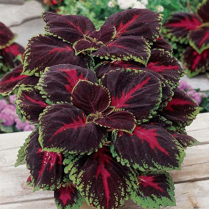 Green &amp; Black Coleus Flower Seeds for Planting – Cottage Garden Essential Heirloom Non-GMO Seeds
