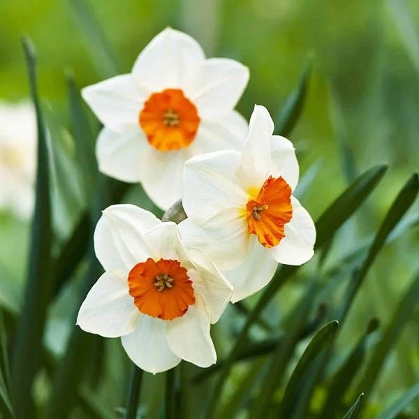 Orange White Daffodils Flower Seeds for Planting | Heirloom Non-GMO High Germination