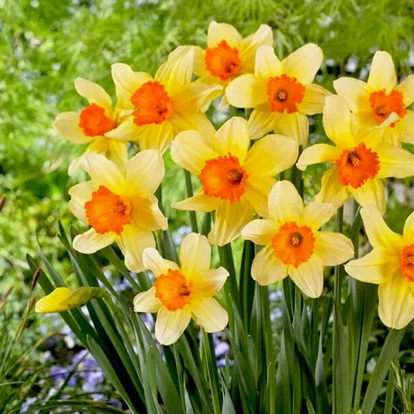 Yellow Orange Daffodil Flower Seeds for Planting – Heirloom, Non-GMO, High Germination Garden Seeds