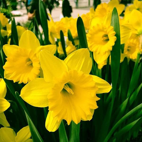 Yellow Mix Double Petals Narcissus Flower Seeds – Heirloom, Non-GMO, Easy to Grow Seeds for Planting