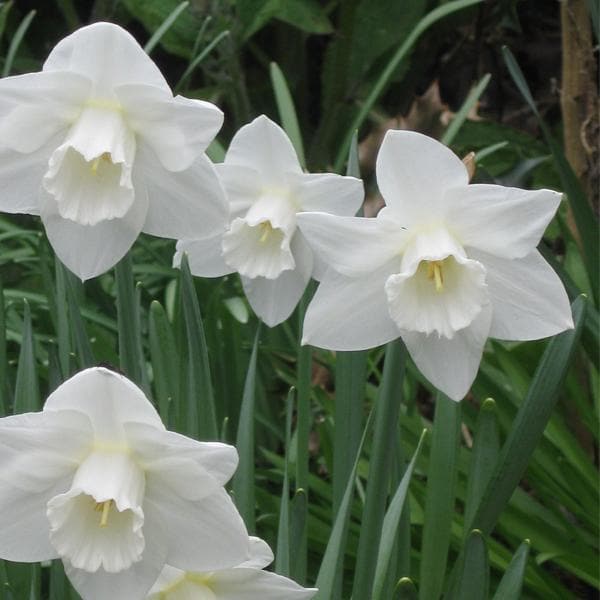 White Daffodil Flower Seeds for Planting – Heirloom, Non-GMO, High Germination Organic Garden Seeds