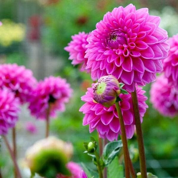 Pink Dahlia Flower Seeds for Planting – Heirloom, Non-GMO, High Germination Organic Garden Seeds