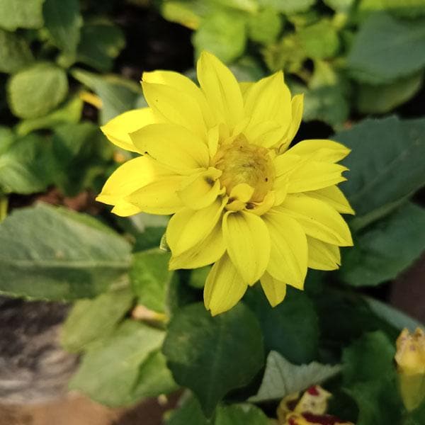 Yellow Dahlia Perennial Flower Seeds for Planting – Heirloom, Non-GMO, High Germination Organic Garden Seeds