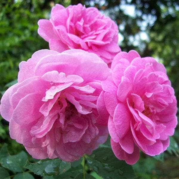 Pink Damask Rose Flower Seeds for Planting – Heirloom, Non-GMO, High Germination Organic Garden Seeds