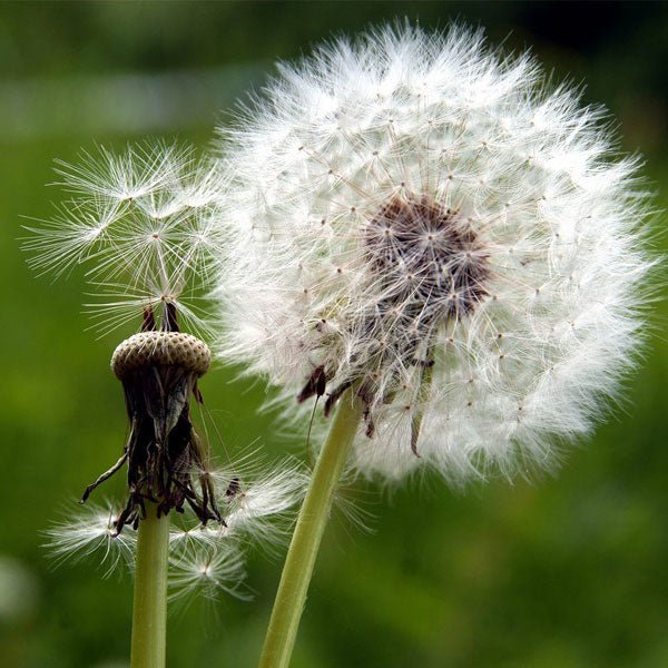 Dandelion Flower Seeds for Planting – Heirloom, Non-GMO, High Germination Organic Garden Seeds