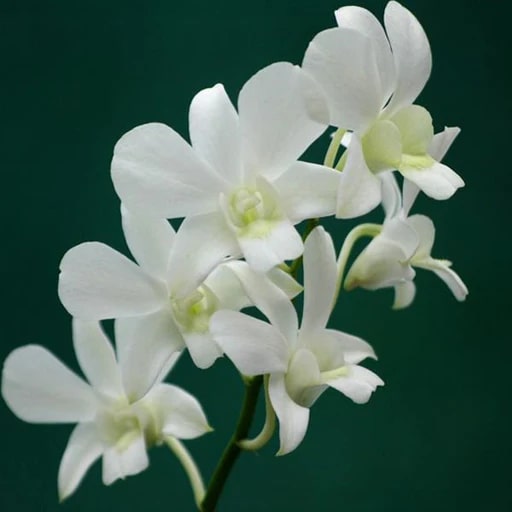 White Dendrobium Flower Seeds for Planting – Heirloom Non-GMO, High Germination Organic Garden Seeds