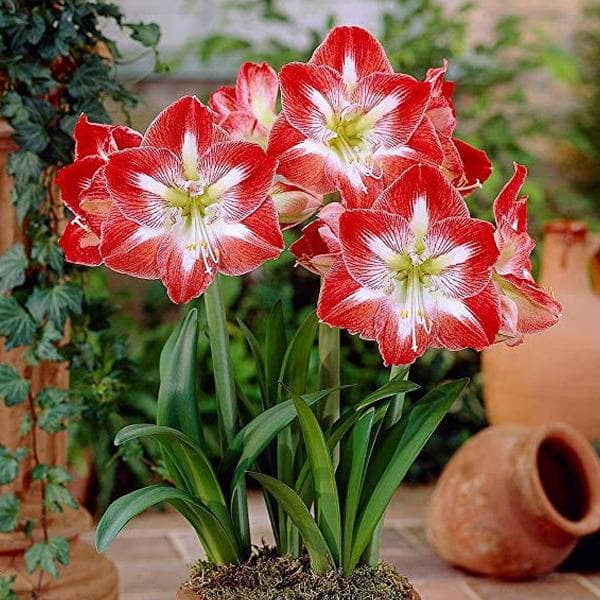 Red White Amaryllis Flower Seeds for Planting – Heirloom, Non-GMO, High Germination Organic Garden Seeds