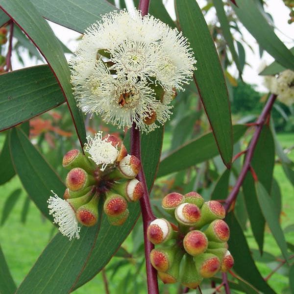 Eucalyptus Flower Seeds for Planting – Heirloom Non-GMO Seeds, High Germination for Organic Garden