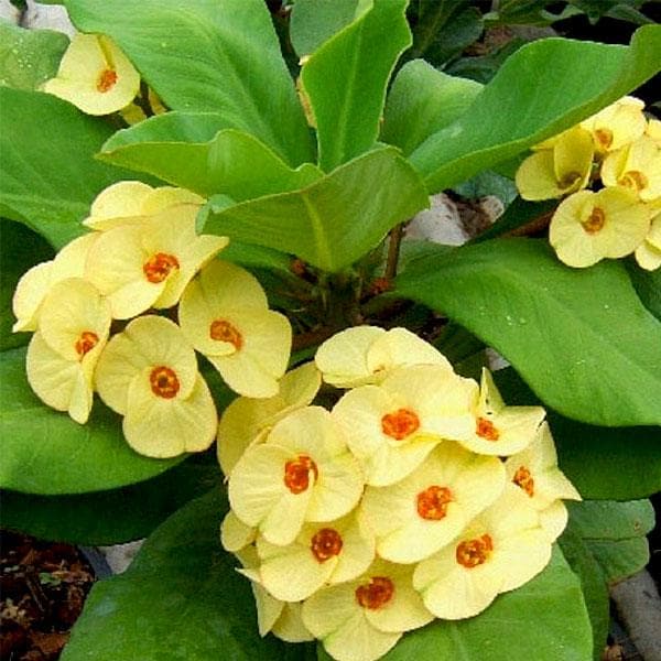Light Yellow Succulent Flower Seeds for Planting – Heirloom, Non-GMO, Perfect for Borders, High Germination