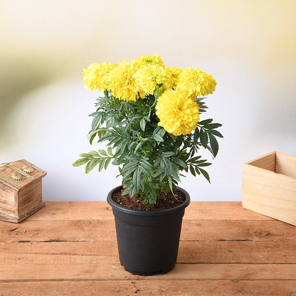 Yellow Marigold Flower Seeds for Planting – Fragrant Blossoms, Heirloom, Non-GMO, High Germination Organic Garden Seeds