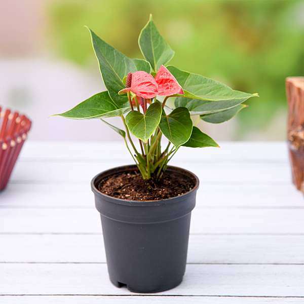 Red Anthurium for Planting Heirloom Non-GMO Seeds for Planting High Germination Organic Garden Seeds