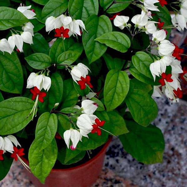 White Clerodendrum Thomsonae Flower Seeds for Planting – Heirloom, Non-GMO, High Germination Organic Garden Seeds