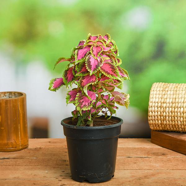 Pink Green Dragon Coleus Flower Seeds for Planting – Heirloom, Non-GMO, Garden Favorite, High Germination