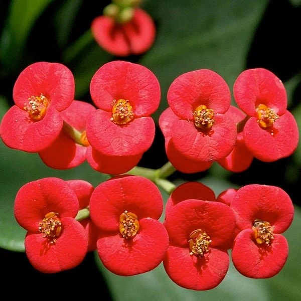 Red Purple Succulent Flower Seeds – Premium Quality, Heirloom & Non-GMO Seeds for Home Garden