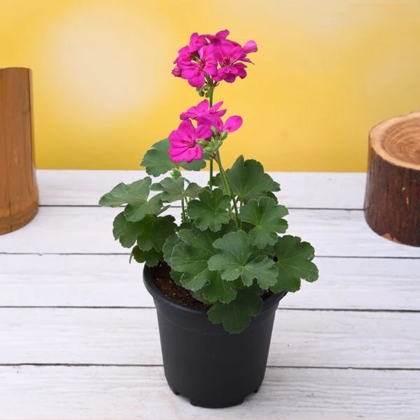 Violet Geranium Flower Seeds for Planting – Vibrant Colors, Heirloom, Non-GMO, High Germination Organic Garden Seeds