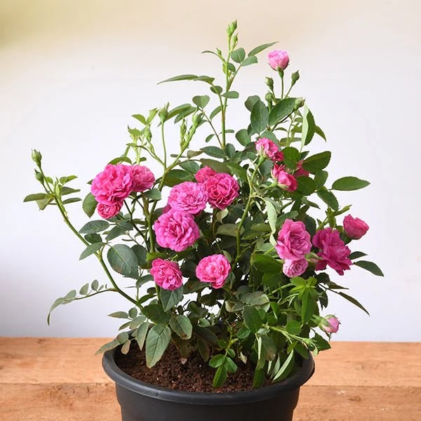Pink Miniature Rose Flower Seeds for Planting – Heirloom, Non-GMO, High Germination Organic Garden Seeds