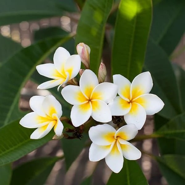 Champa Flower Seeds for Planting – Fragrant Blossoms, Heirloom, Non-GMO, High Germination Seeds