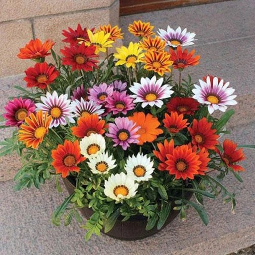 Mixed Colour Gazania Flower Seeds for Planting – Heirloom, Non-GMO, High Germination Organic Garden Seeds